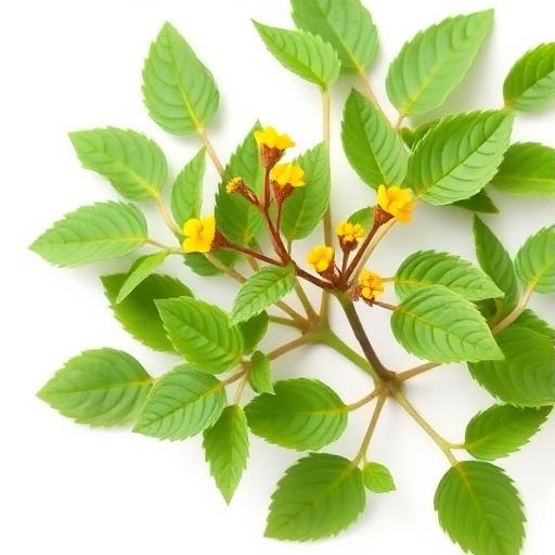 Horny Goat Weed